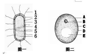 生物细菌真菌结构导手抄报 生物手抄报