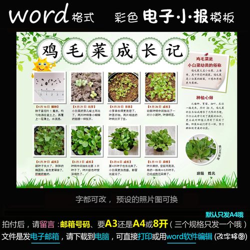 z134电子手抄报word版植物种子成长观察小白菜鸡毛菜生长记小报