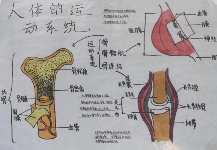 奇妙的身体手抄报思维导图创作大赛 初二生物教研组第二课堂活动