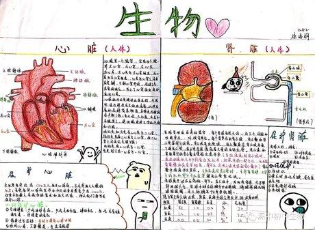 关于生物的手抄报关于生物的手抄报简单