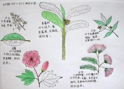 植物生长自然笔记手抄报读书笔记手抄报