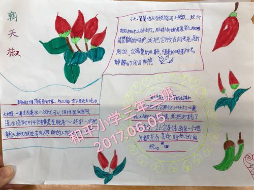 和平小学三年三班朝天椒种植活动手抄报大赛