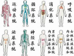 人体八大系统生物手抄报 十八大手抄报