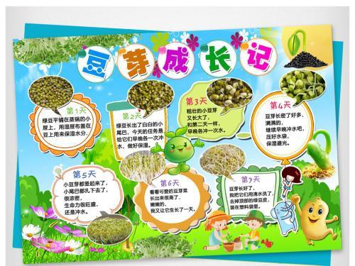 黄豆芽生长过程日记小报植物观察日记手抄报