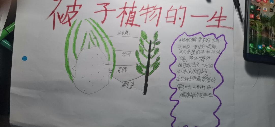 科尔沁实验初中七年级14班生物第三期手抄报主题内容被子植物的一生