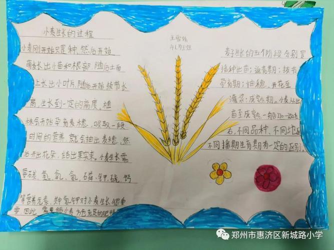 小学生小麦生长过程手抄报小学生手抄报