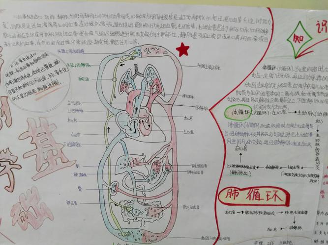 长治卫校学生解剖知识模型制作手抄报墙报展览