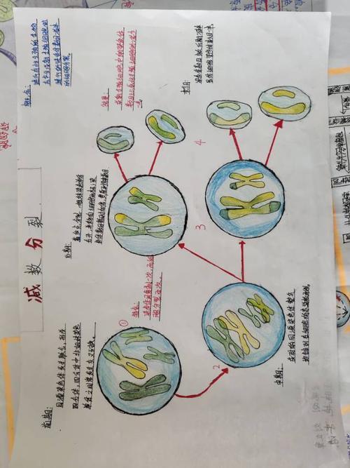 单细胞结构图手抄报 手抄报简单又好看高中生物细胞结构图手抄报高中