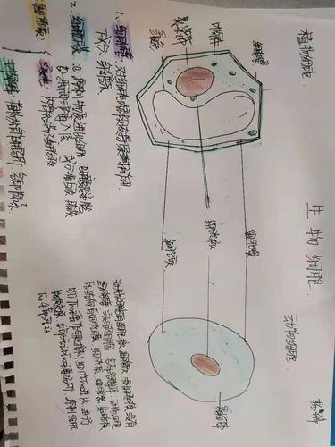 七年八班生物手抄报第一期显微镜与细胞