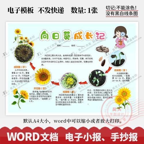 植物成长记录手抄报向日葵生长观察日记电子小报word模板wk236