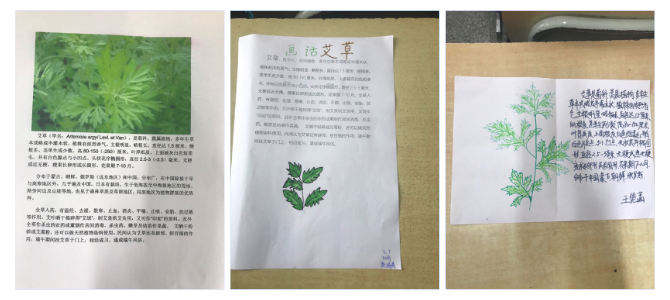 班画话艾草 写美篇       学生们在搜集资料制作手抄报的过程中