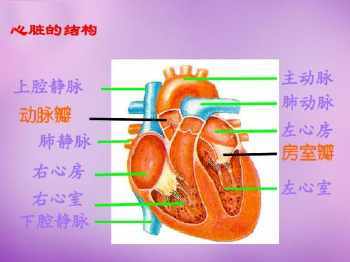 血液循环知识手抄报 知识手抄报