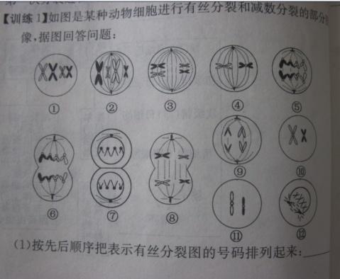 高中生物有丝分裂手抄报高中生手抄报