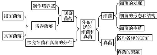 分布广泛的细菌和真菌手抄报 手抄报简单又好看