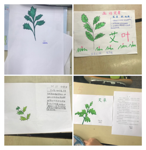 班画话艾草 写美篇       学生们在搜集资料制作手抄报的过程中