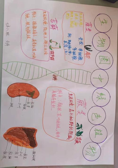 七年八班生物第二期手抄报 生物圈的绿色植物