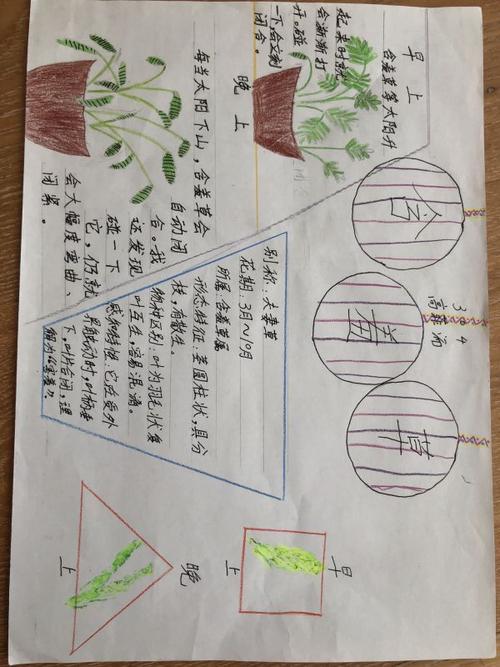 药用植物自然笔记手抄报一年级自然笔记手抄报 读书笔记手抄报