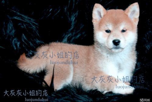 忠犬八公主题手抄报 公主手抄报