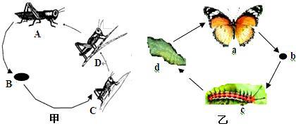 蝗虫生命发育手抄报 生命手抄报