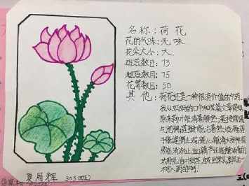 植物备忘录怎么做手抄报怎么做手抄报