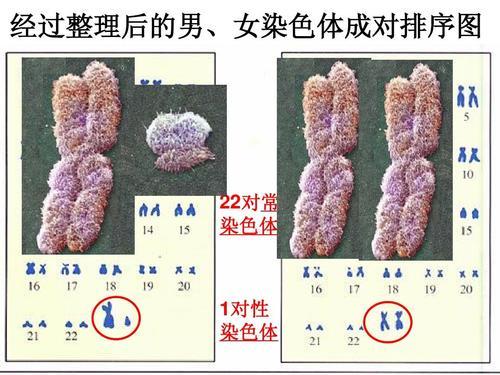 染色体对遗传的作用手抄报 手抄报图片大全集