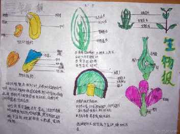 植物有关的简单科学手抄报 关于生物的手抄报观察动植物的生长手抄报