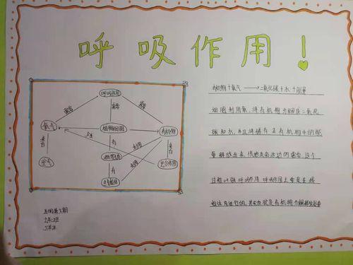 初中生物呼吸系统手抄报初中生手抄报