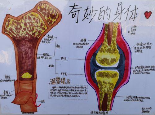 生物手抄报探索人体奥秘手抄报 手抄报简单又好看人体奥秘