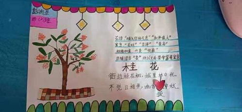 学生们搜集有关桂花的资料自己动手制作各色手抄报真正认识桂花