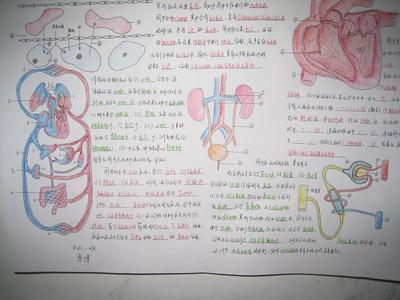 真的很奇妙手抄报生物人体系统手抄报生物七年级下册人体系统手抄报