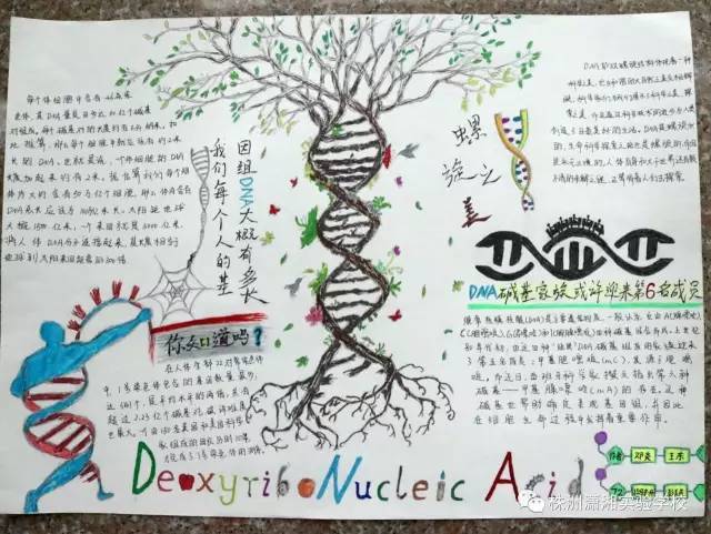 健坤潇湘x26quot生命的音符手抄报活动生物组