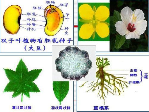 单子叶双子叶手抄报 手抄报版面设计图