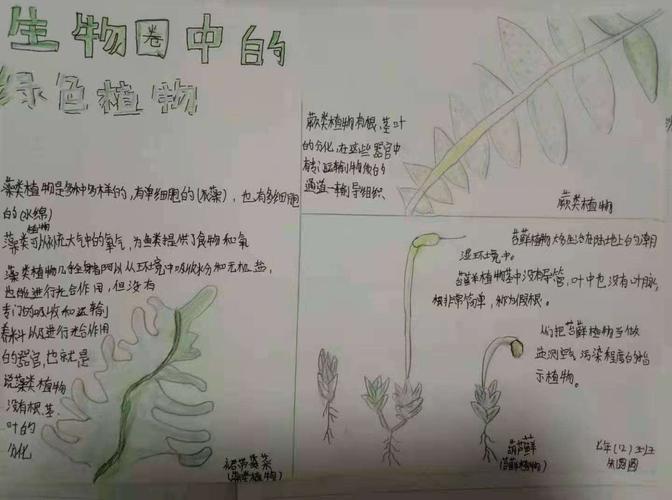 科区 实验初中 生物第二期手抄报主题内容 《生物圈中的绿色植物 》