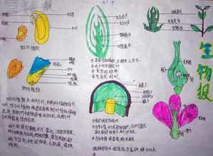 生物体的基本特征手抄报 生物手抄报