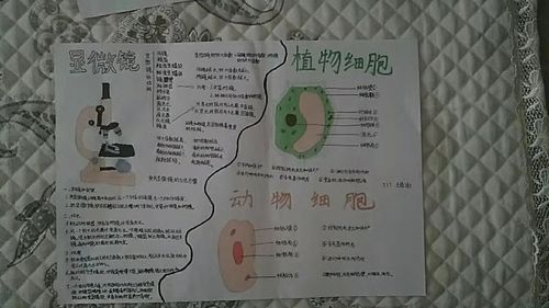 其它 科尔沁实验初中七年十七班地生手抄报第一期 写美篇细胞生物学是