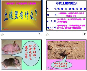 保护土壤中的动物手抄报 保护土壤的手抄报