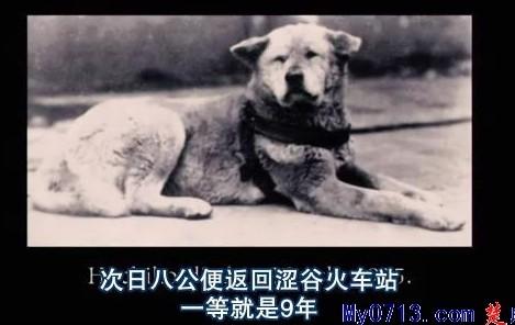 忠犬八公的手抄报绘画