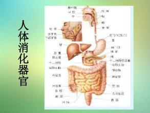 食物消化吸收手抄报 食物手抄报