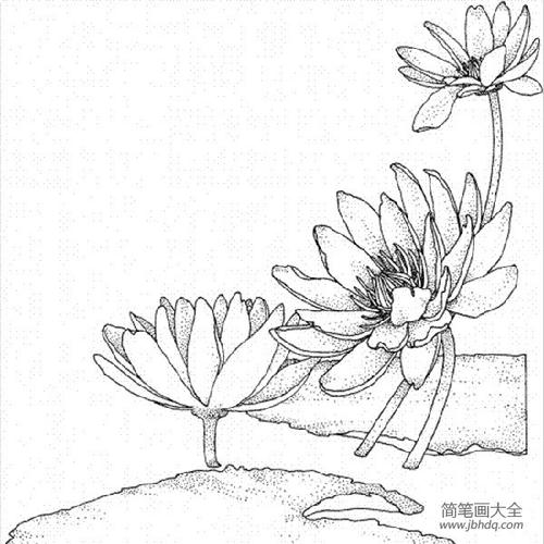 花朵的画法大全 莲花简笔画图片