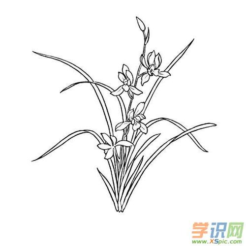 儿童兰花简笔画大全大图