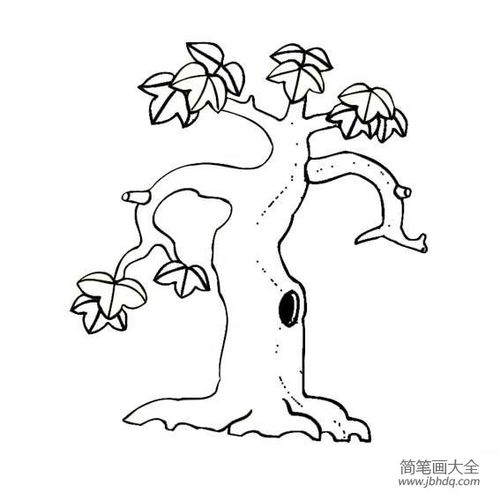 植物简笔画大全两张好看的枫树简笔画