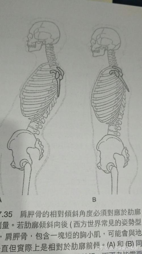 猪的肩胛骨简笔画