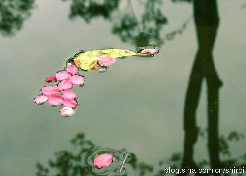 简笔画落花流水