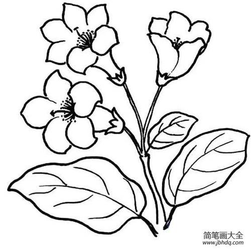 怎么画杜鹃花简笔画-360文件-简笔画