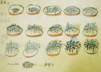 豆芽生长变化简笔画手抄报 家乡变化手抄报