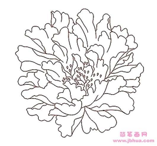 牡丹花素描简笔画图片