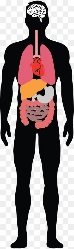 卡通人体内脏简笔画