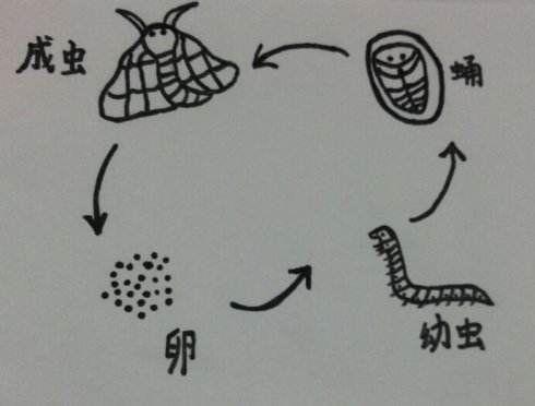 教学简笔画的感想