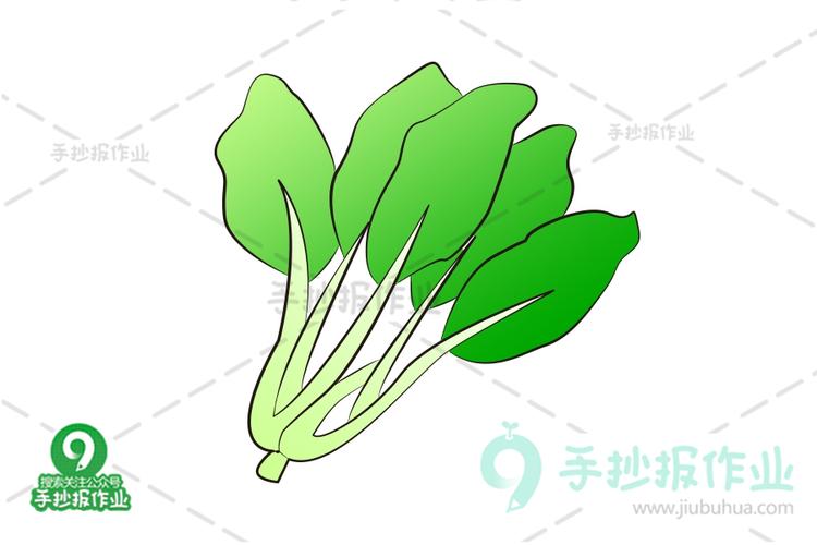 小白菜简笔画