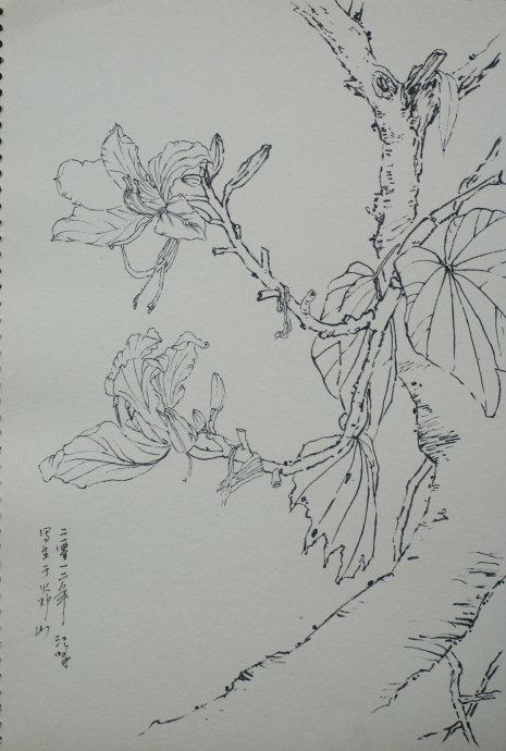 紫荆花风景简笔画